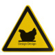 Huhn-Design-Fotografie