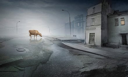 Evaldas Ivanauskas «About the lonely cow»