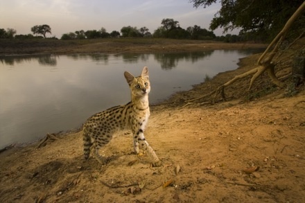 Buschkatze, Nationalpark Zakouma, Tschad