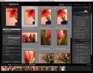 Adobe Lightroom Beta 4 – Bibliothek-Modus  (Bildschirmfoto)