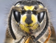 Facettenaugen einer Wespe (Archivbild ©iStockphoto.com/Laurie Knight)