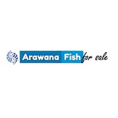 Arowana Fish For Sale