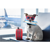 Airlines Pet Policy