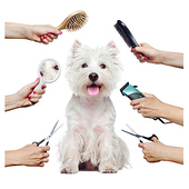 Pet Spa and Grooming