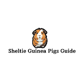 Sheltie Guinea Pig