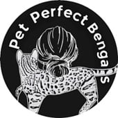 Pet Perfect Bengals