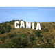 Cania Digital Art