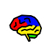 The Colorful Brain