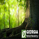 Georgia Tree Solutions Group