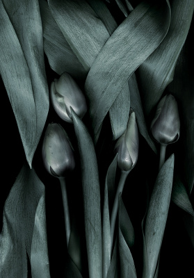 tulips25-2