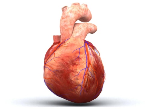 3D Modell eines menschlichen Herzens