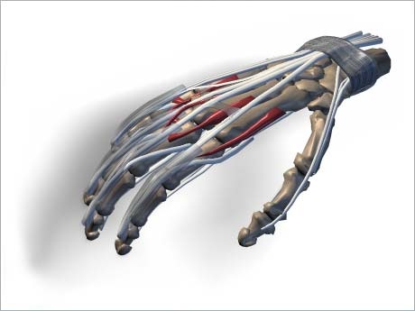 3D modell einer menschlichen Hand