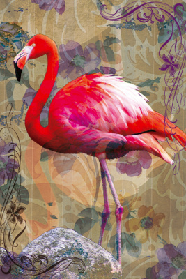 Flamingo