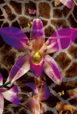 Giraffeorchid