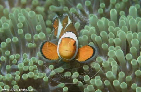 Orangeringel-Anemonenfisch (Nr. 5645)