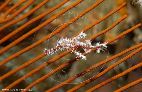 Harlekin-Geisterfetzenfisch (nr. 5842)