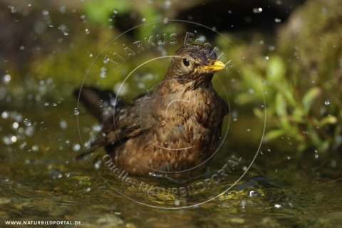 Amsel im Wasserbad (Nr. 6593)