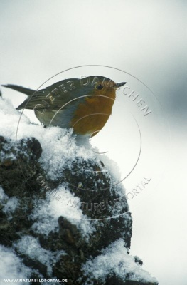 Rotkehlchen im Schnee (Nr. 10886)