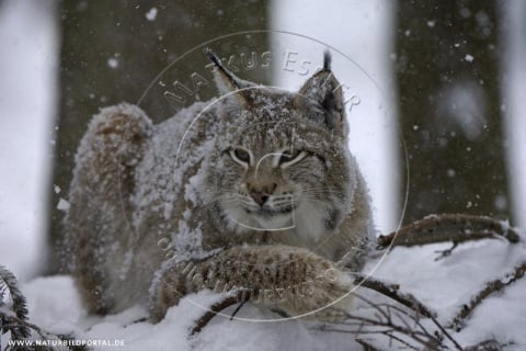 Luchs im Schneefall (Nr. 17761), GDT Wettbewerb 8. Platz der Kategorie „Gehege, Zoo, Studio“