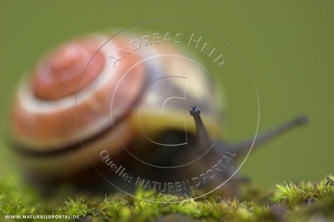 Das Auge der Schnecke (Nr. 21740), GDT Wettbewerb Siegerbilder der Kategorie „Andere Tiere“