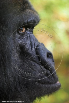 Aus dem Augenwinkel (Nr. 29205), GDT Wettbewerb Siegebild der Kategorie „Gehege, Zoo, Studio“