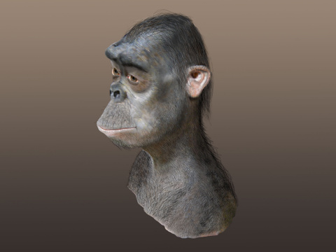 australopithecus