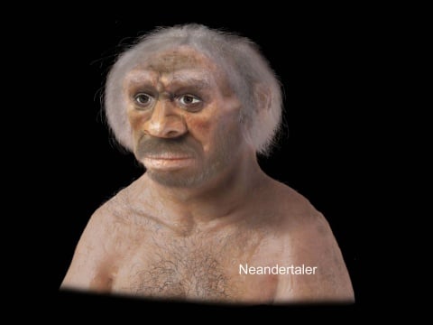 neandertaler