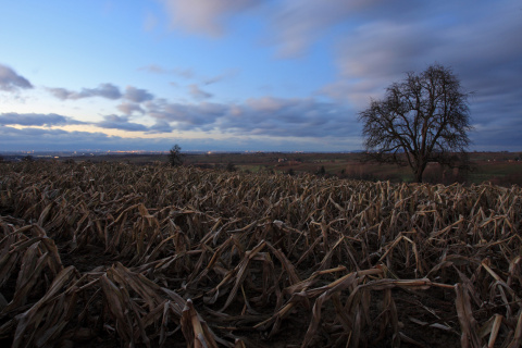 Landschaft