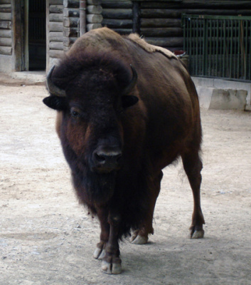 Kläglicher Bison