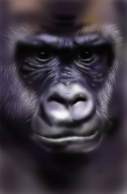Gorilla – Mit Photoshop „gemalt“