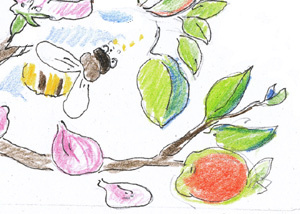 Illustration für Streuobstwiese