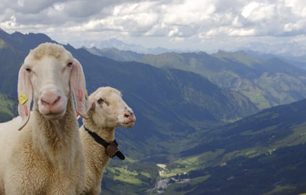 Schafe in Österreich