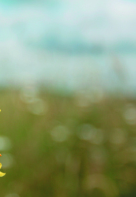 Zwei Blumen unterwegs