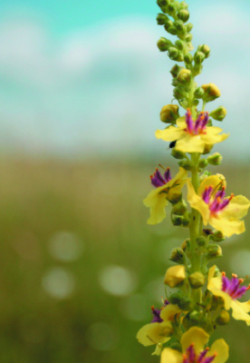 Zwei Blumen unterwegs