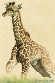 Sachillustration/Giraffe