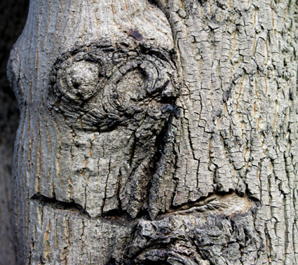 Lippe die Baum-Eva