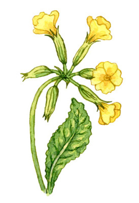 Schlüsselblume