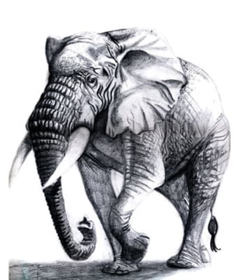 elefant