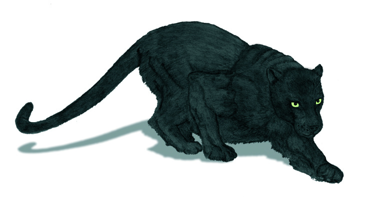 Panther (Bleistiftskizze, in Photoshop weiterbearbeitet)