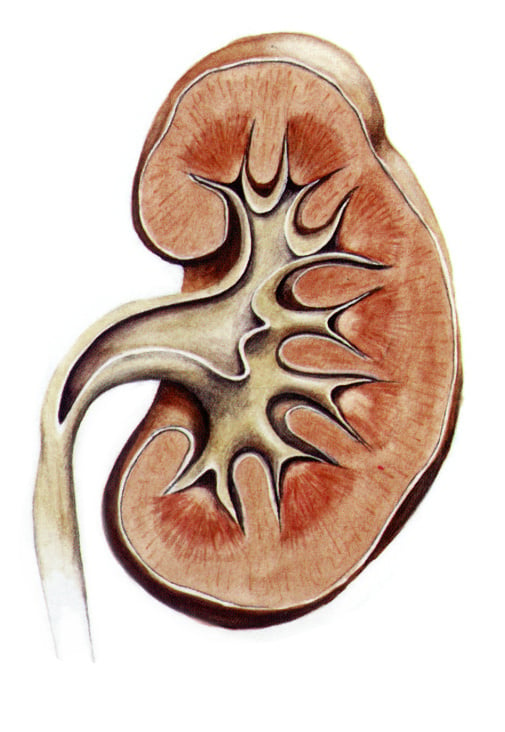 Niere – Aquarell für einen Medizinkatalog