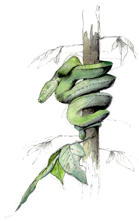 Grüner Python – Aquarell