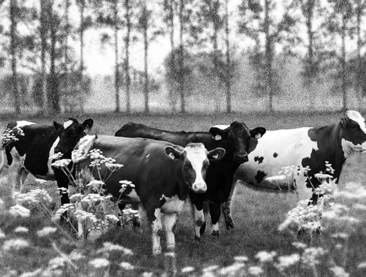 Cows with landscaoe     Digitale Bildbearbeitung