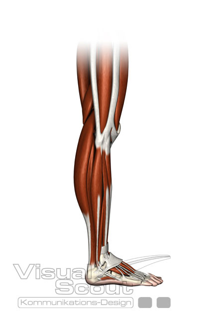Beinmuskulatur