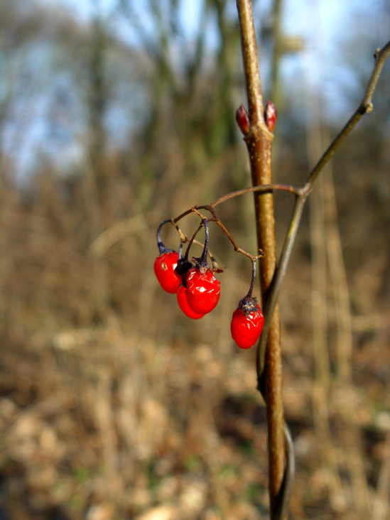 Beeren am Wegesrand