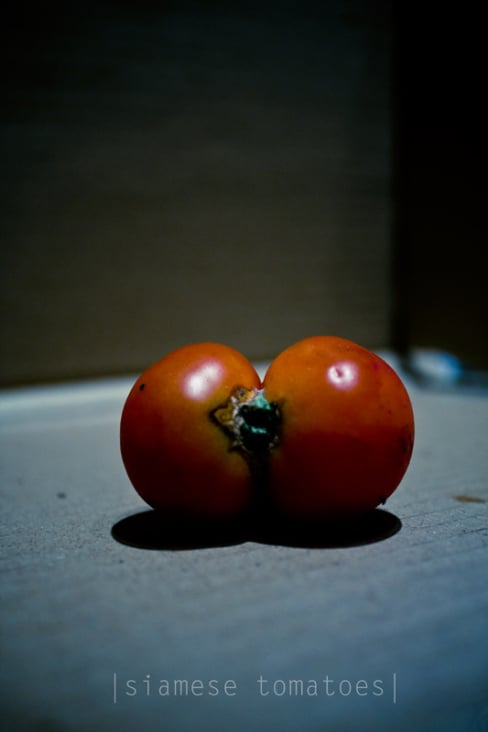 siamese tomatoes