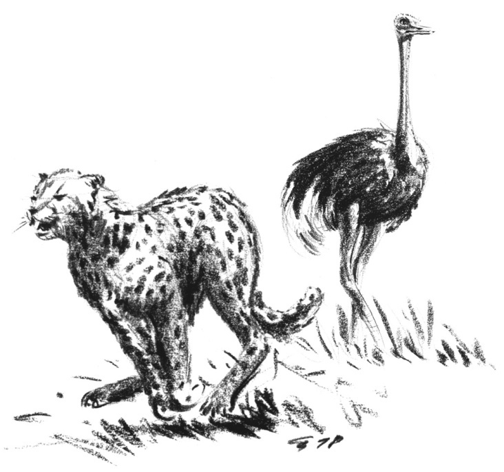 Cheetah und Strauß (Kohle)