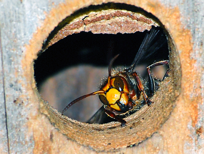 Hornissen im Vogelnistkasten