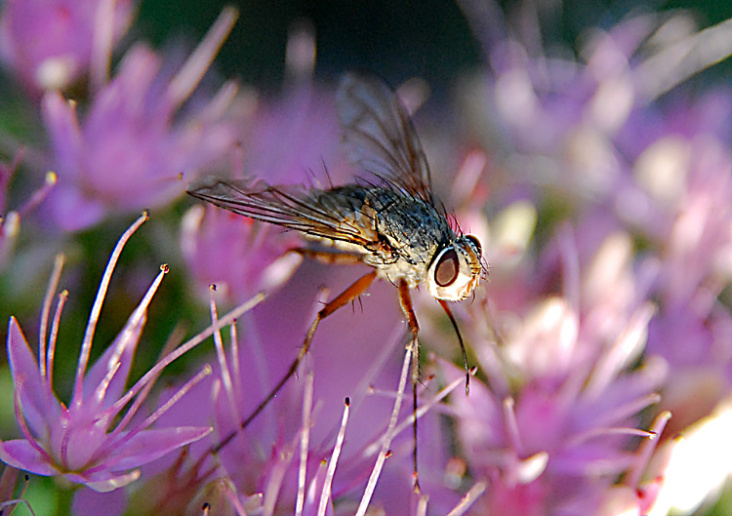 Ein Fliege auf einer Blüte