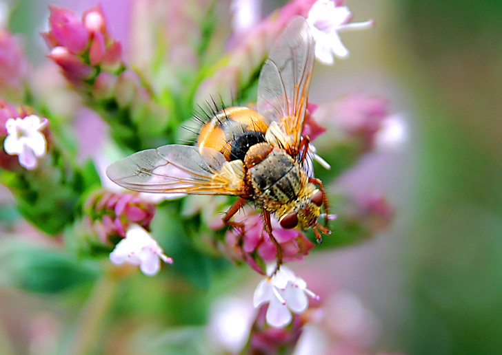 Fliegen auf Blüten