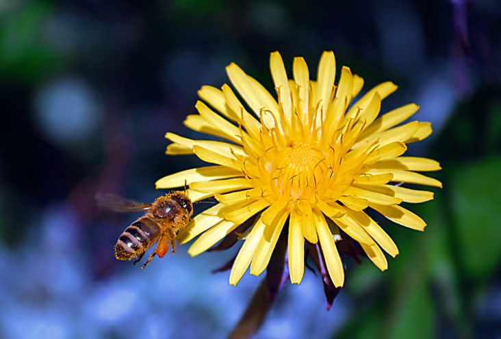 Löwenzahn mit anfliegender Honigbienen